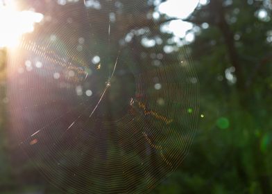 Perfect web in the sunset