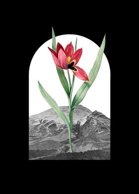 Floral Landscape Tulip