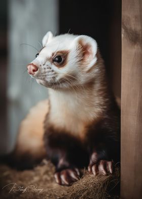 Mischievous ferret