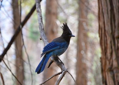 Stellers jay