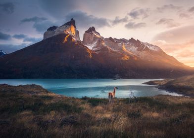 Guanaco in Chile mountain