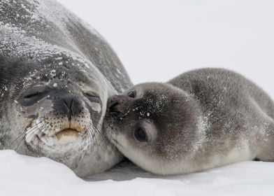 Seal Affection