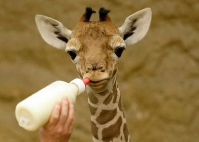 Baby Giraffe Bottle fed