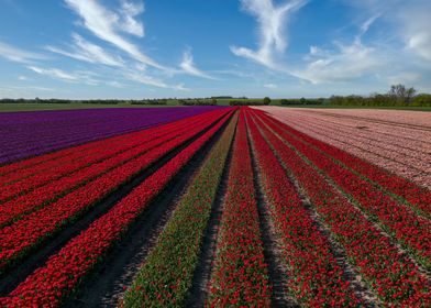 Field Full Of Tulips