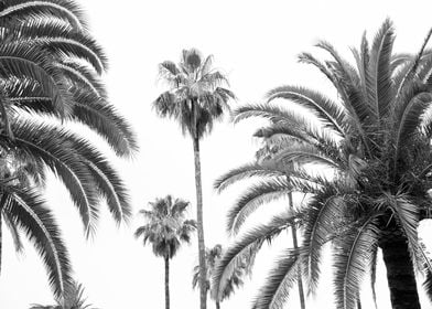 Palm Trees Beauty 3