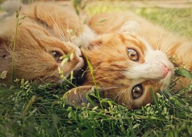 Two orange kittens playing