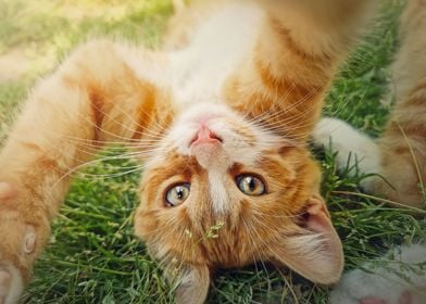 Playful orange kitten