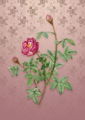 Moss Rose on Dusty Pink