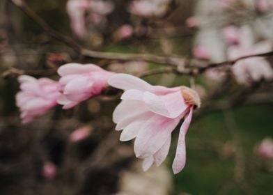 Flower Of Magnolia Tree