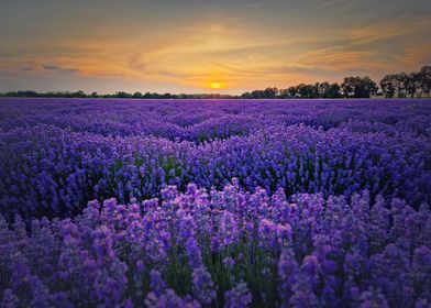 blooming lavender field