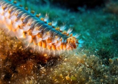 Bearded Fireworm Closeup