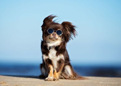 Doggy Cool
