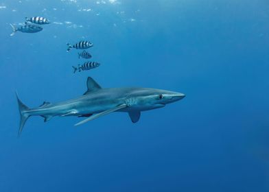 Blue Shark With Pilot Fish