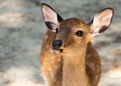 Cute Deer