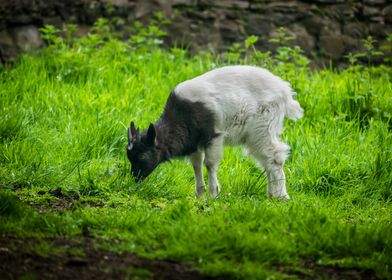 Bagot Goat In Meadow