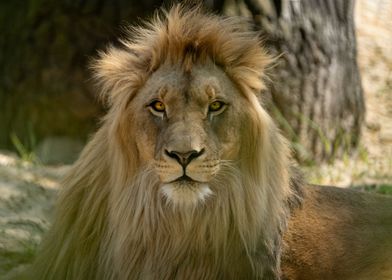 Majestic African Lion