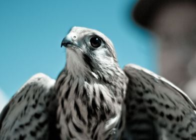 Eagle Portrait