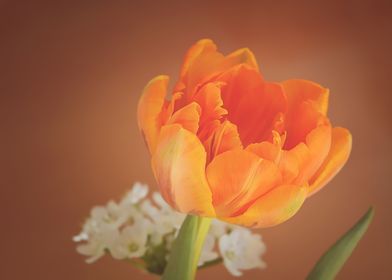 Tulip Flower