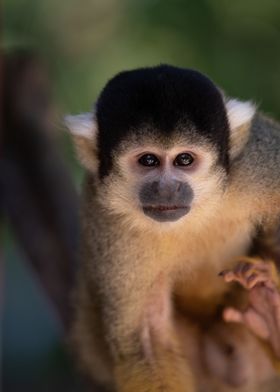 Photo monkey