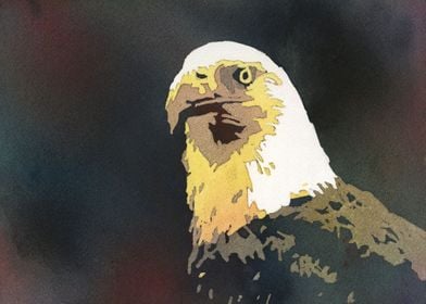 Eagle watercolor painting 