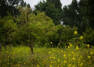 Tree and yellow flowers