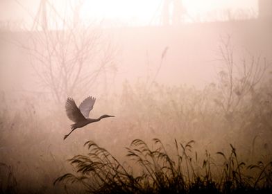 egret fly