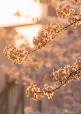 Seoul Cherry Blossom