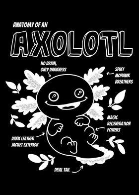 Axolotl Anatomy