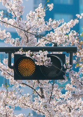 Seoul Cherry Blossom