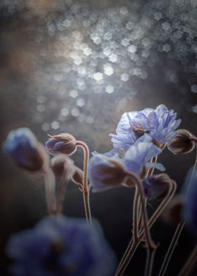 Purple flowers in garden