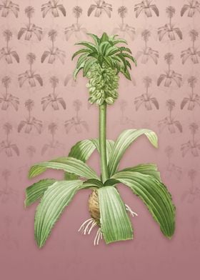 Vintage Eucomis Regia