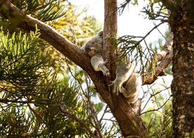Koala Bear Sleeping