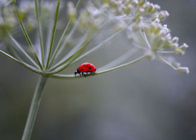 Red ladybug on the meadow