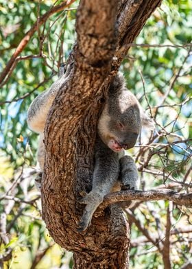 Koala Bear on a Tree