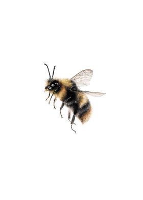 Bumble bee Drawing