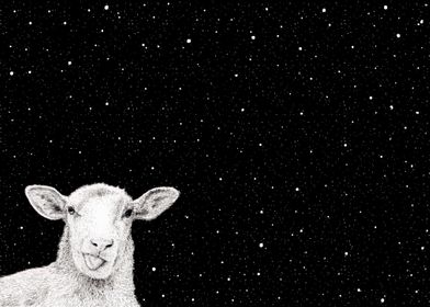 Sheep on a starry night
