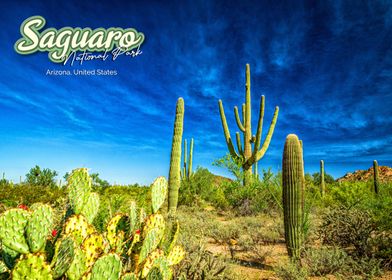 Saguaro National Park