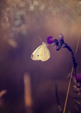 Butterfly, summer meadow