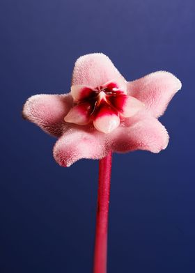 Macro a hoya flower