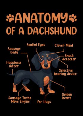 Anatomy Dachshund Wiener
