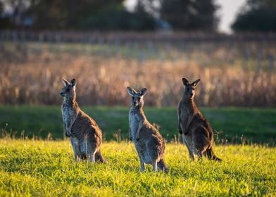 Kangaroos Hunter Valley