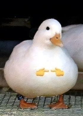 Duck meme