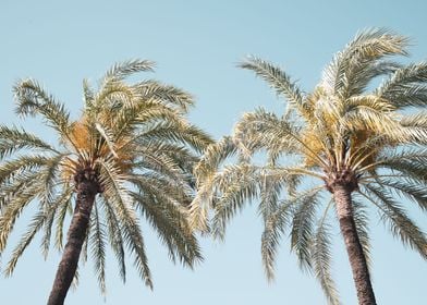 Palm Trees Beauty 4