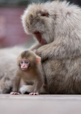 Baby monkeys and mother