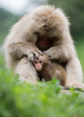 Baby monkeys and mother