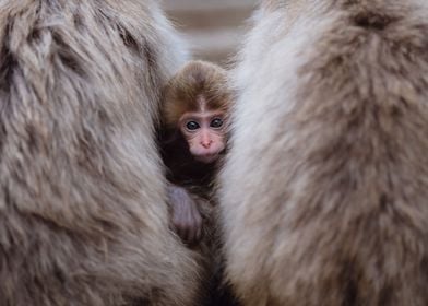 Baby Monkey peekaboo