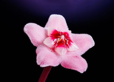 Macro a hoya flower