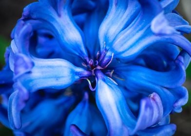 Blue flower close up