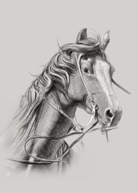 horse pencil drawing