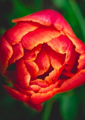 Red Tulip Close Up